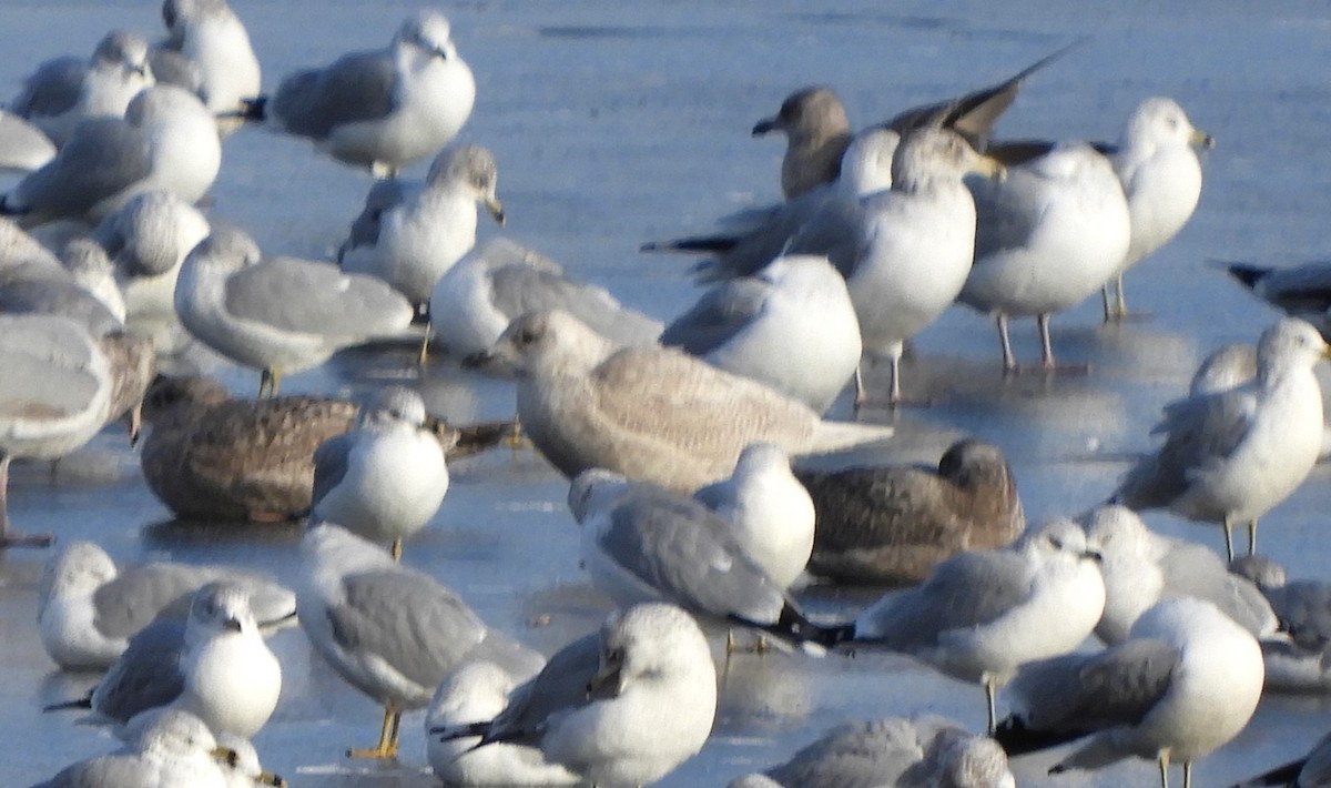 Polarmöwe (Kumlienmöwe) - ML646792799