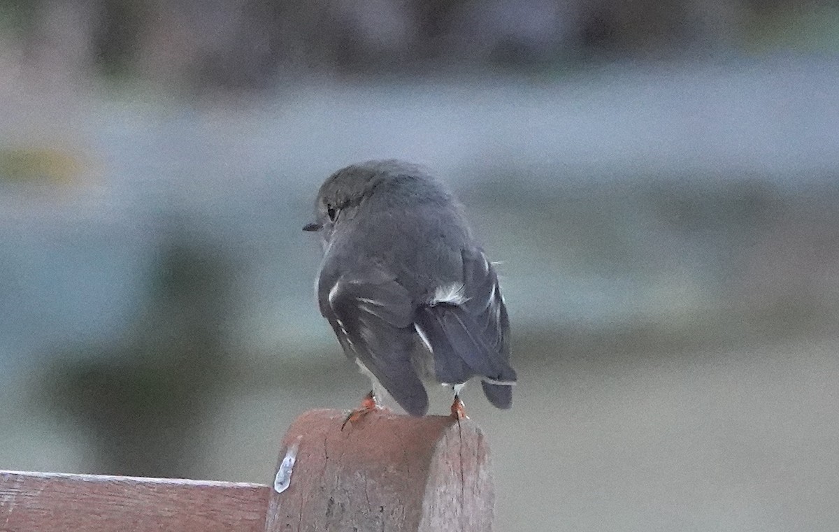 Tomtit (New Zealand) - ML646792800