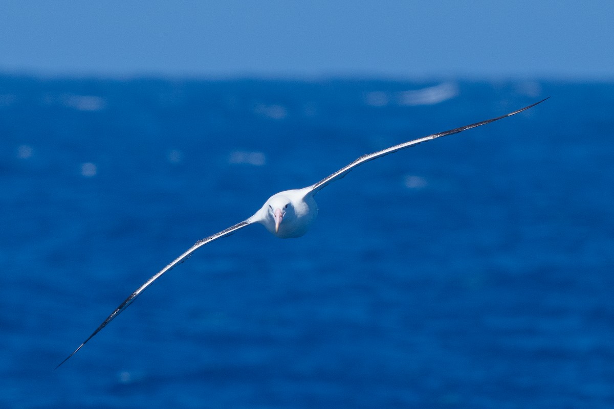 Güneyli Kral Albatros - ML646792802