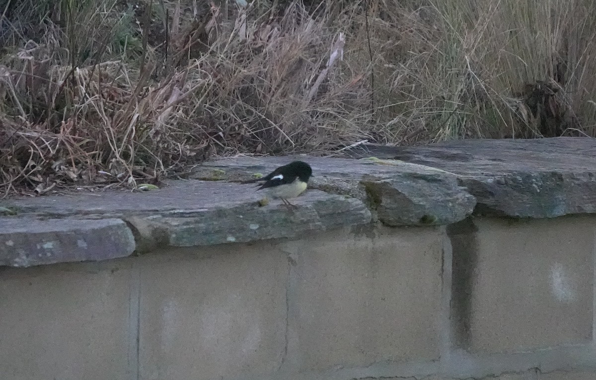 Tomtit (New Zealand) - ML646792803