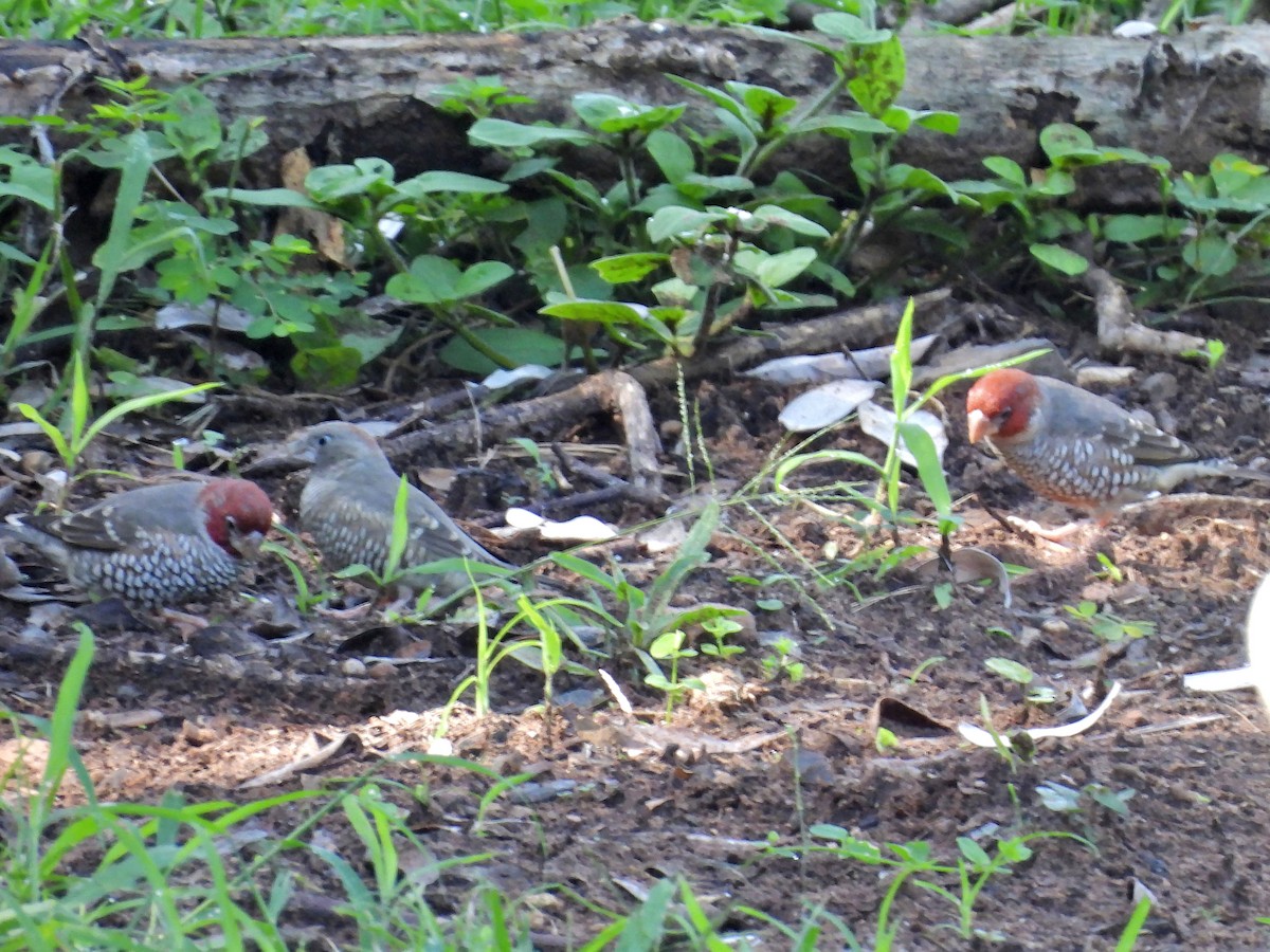 Red-headed Finch - ML646792804