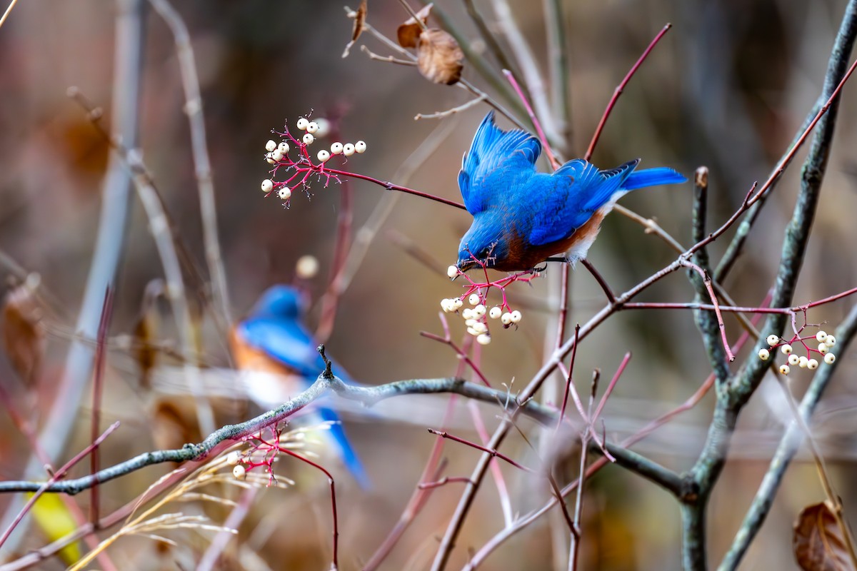 Eastern Bluebird - ML646792809