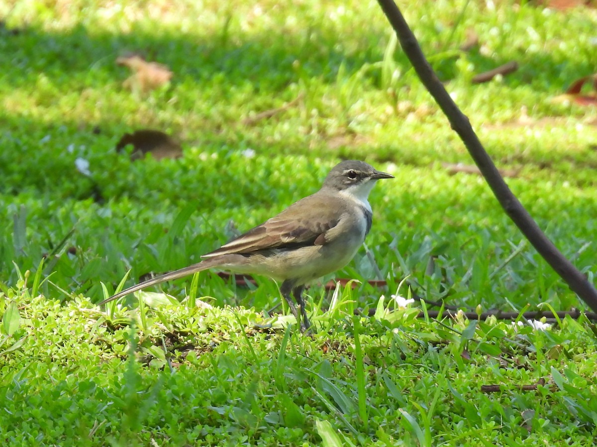 Cape Wagtail - ML646792811
