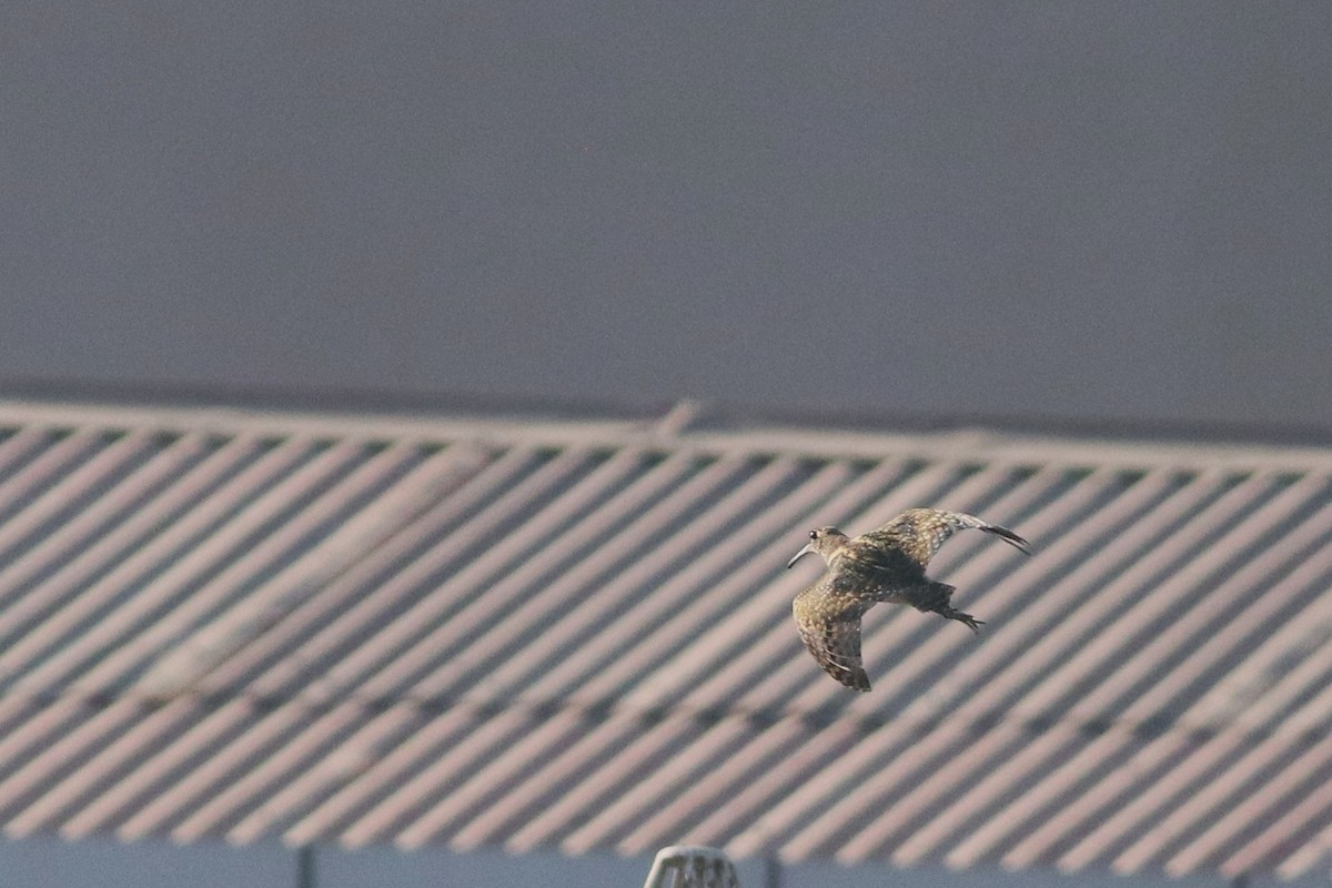 Greater Painted-Snipe - ML646792812