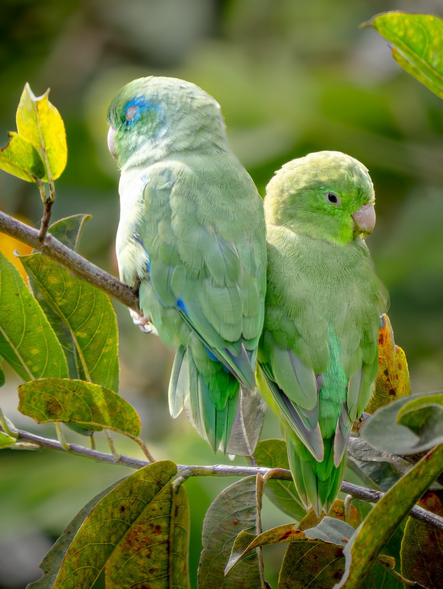 Gözlüklü Serçe Papağanı - ML646792813