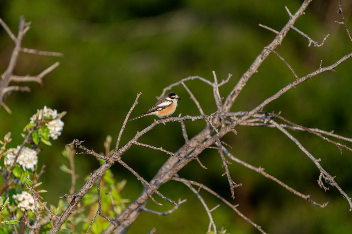 シロクロモズ - ML646792814