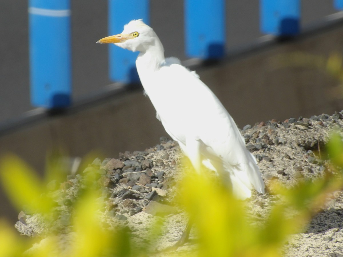 Western Cattle-Egret - ML646792824