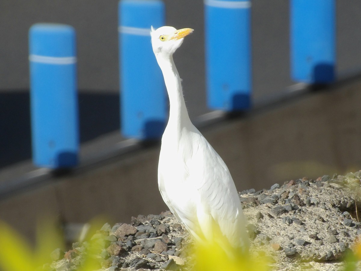 Western Cattle-Egret - ML646792834