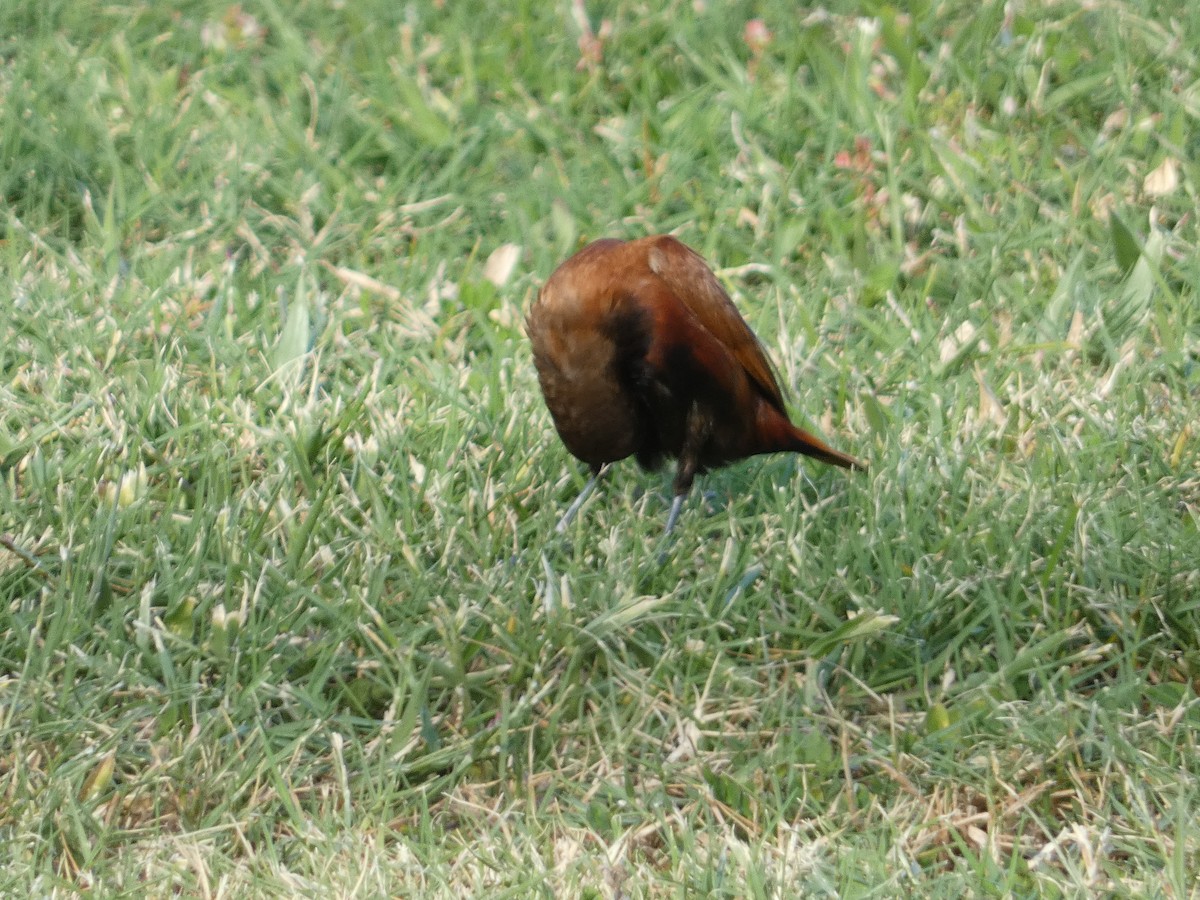 Capucin à tête noire - ML646792842