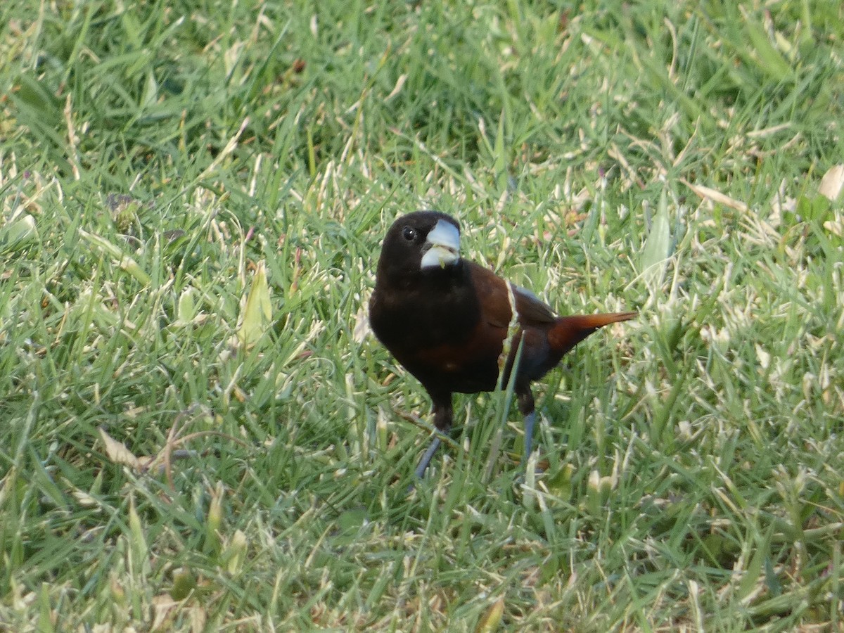 Capucin à tête noire - ML646792843