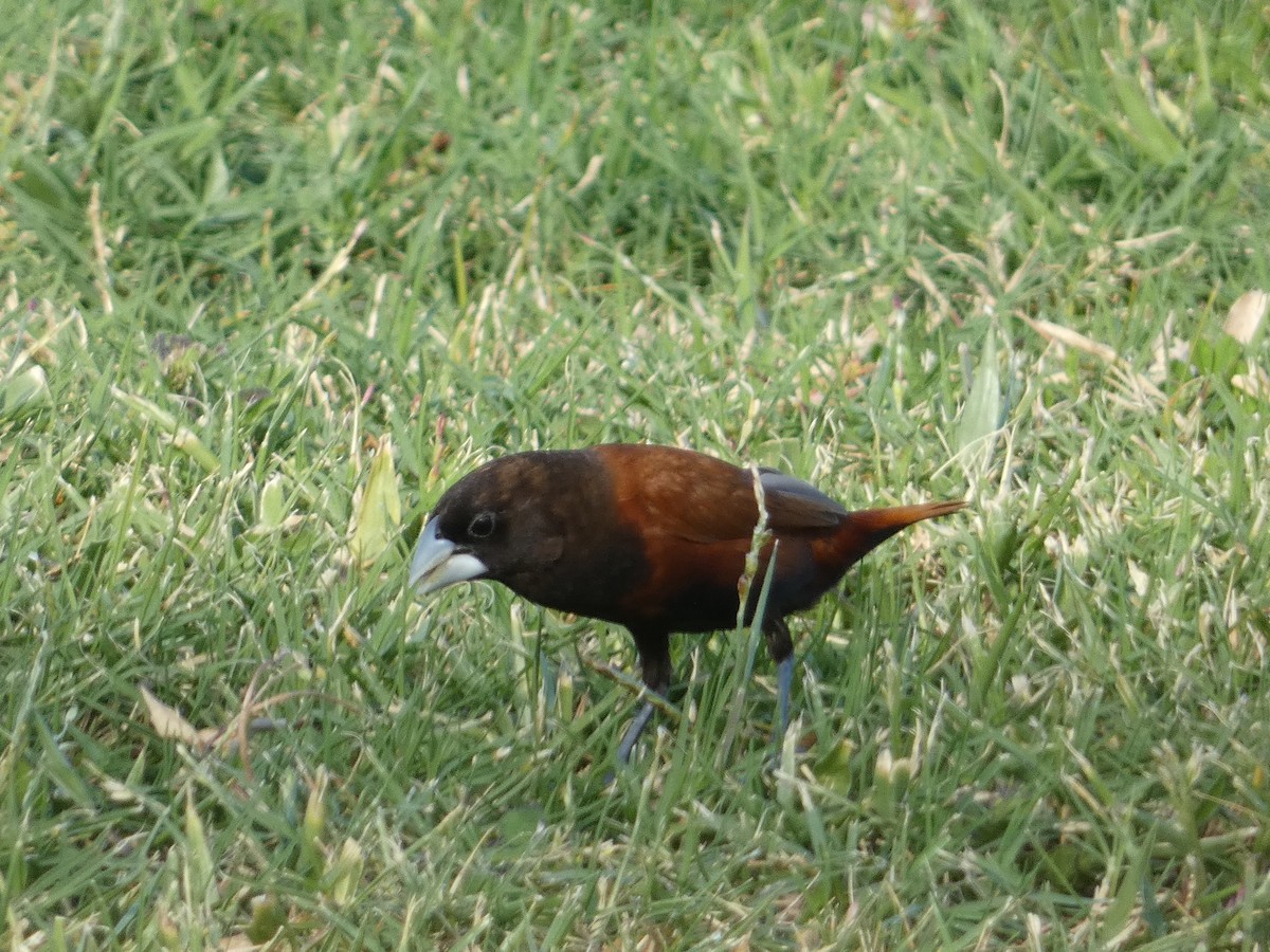 Capucin à tête noire - ML646792844