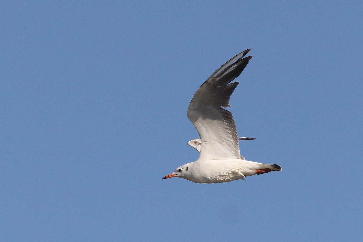 ユリカモメ - ML646792850