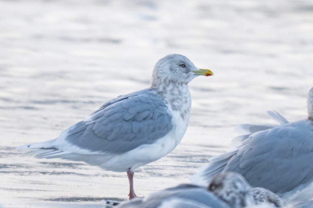 アイスランドカモメ - ML646792860