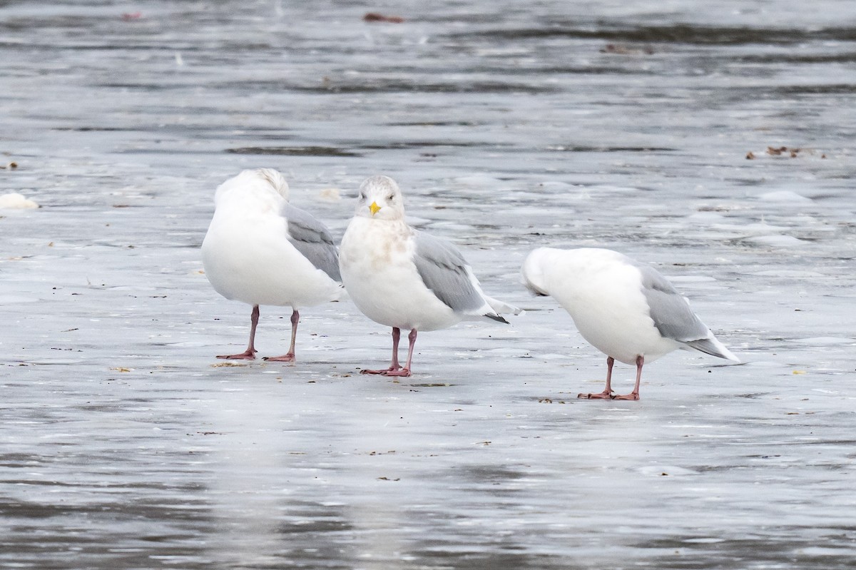 アイスランドカモメ - ML646792861