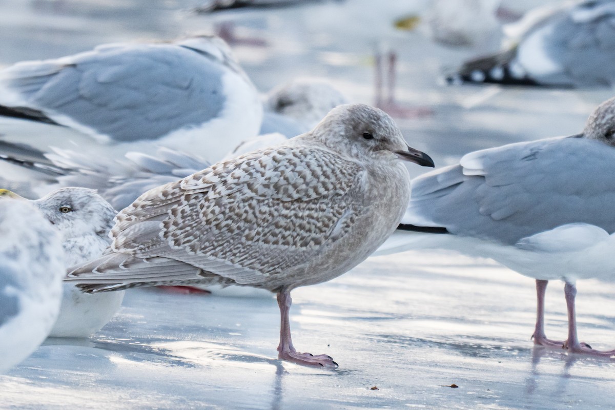 アイスランドカモメ - ML646792862