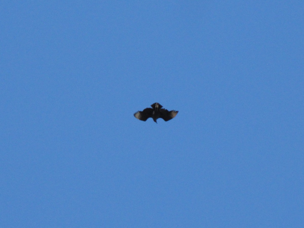 Rabengeier - ML646792863