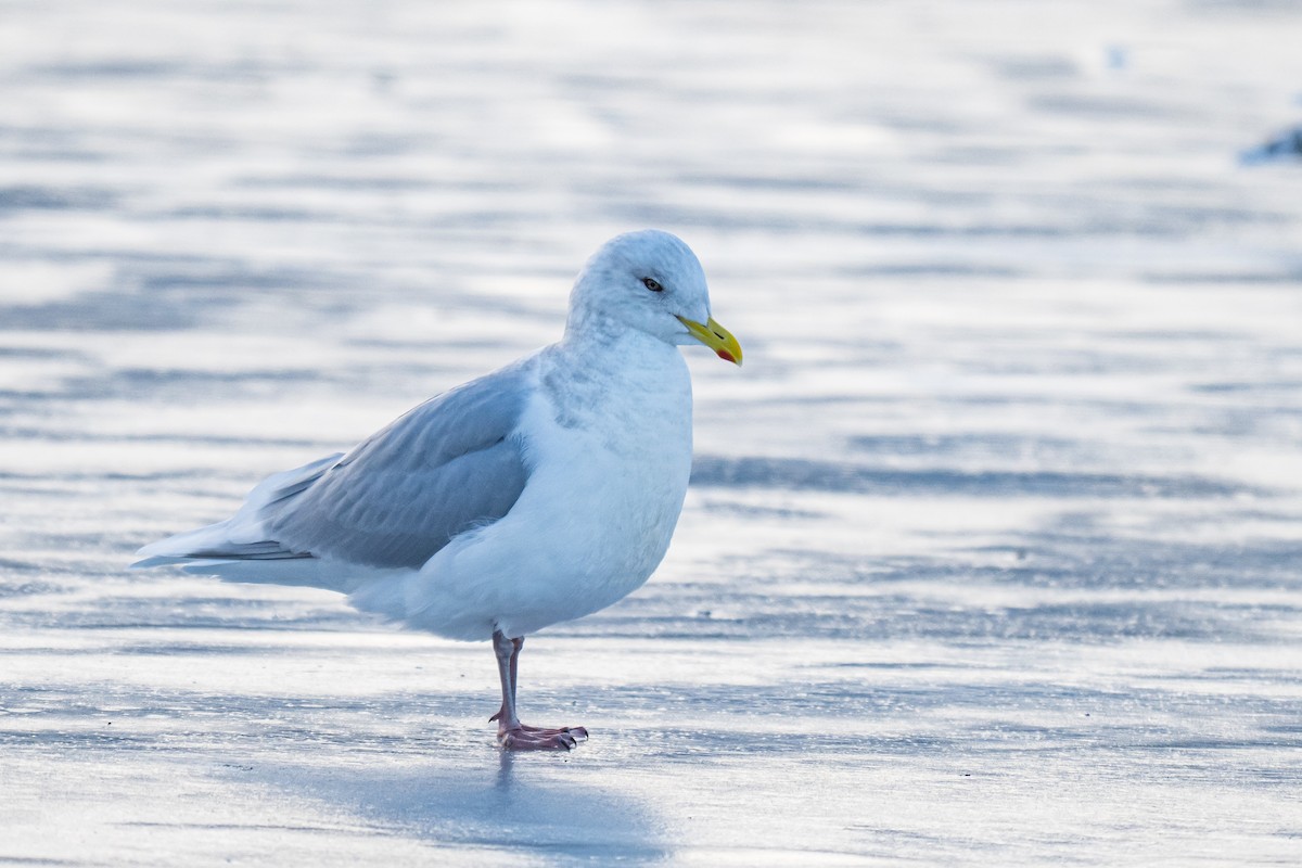 アイスランドカモメ - ML646792864