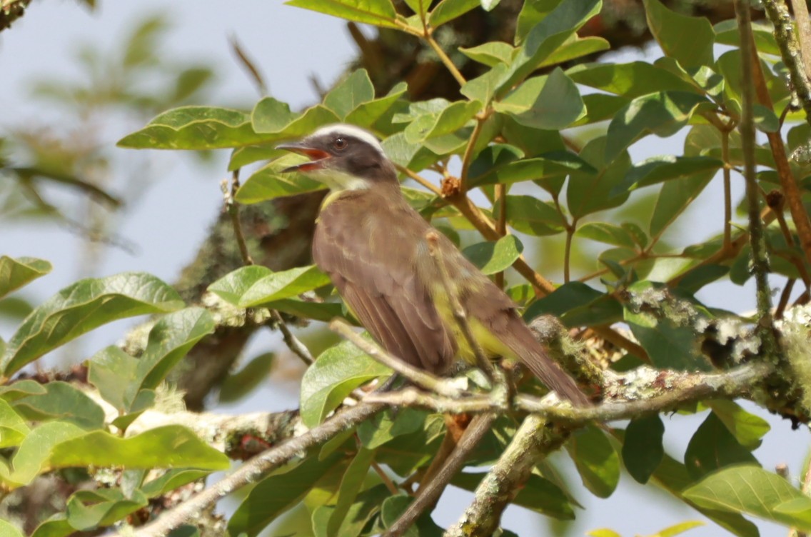 Bienteveo Sociable - ML646792873