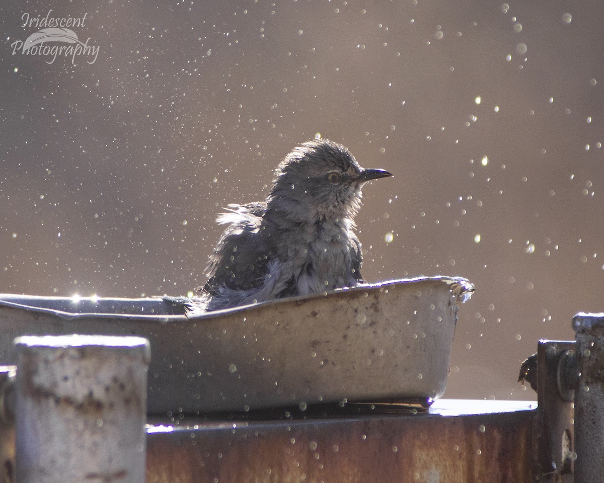 Northern Mockingbird - ML646792874