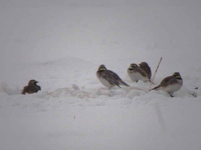 Horned Lark - ML646792879