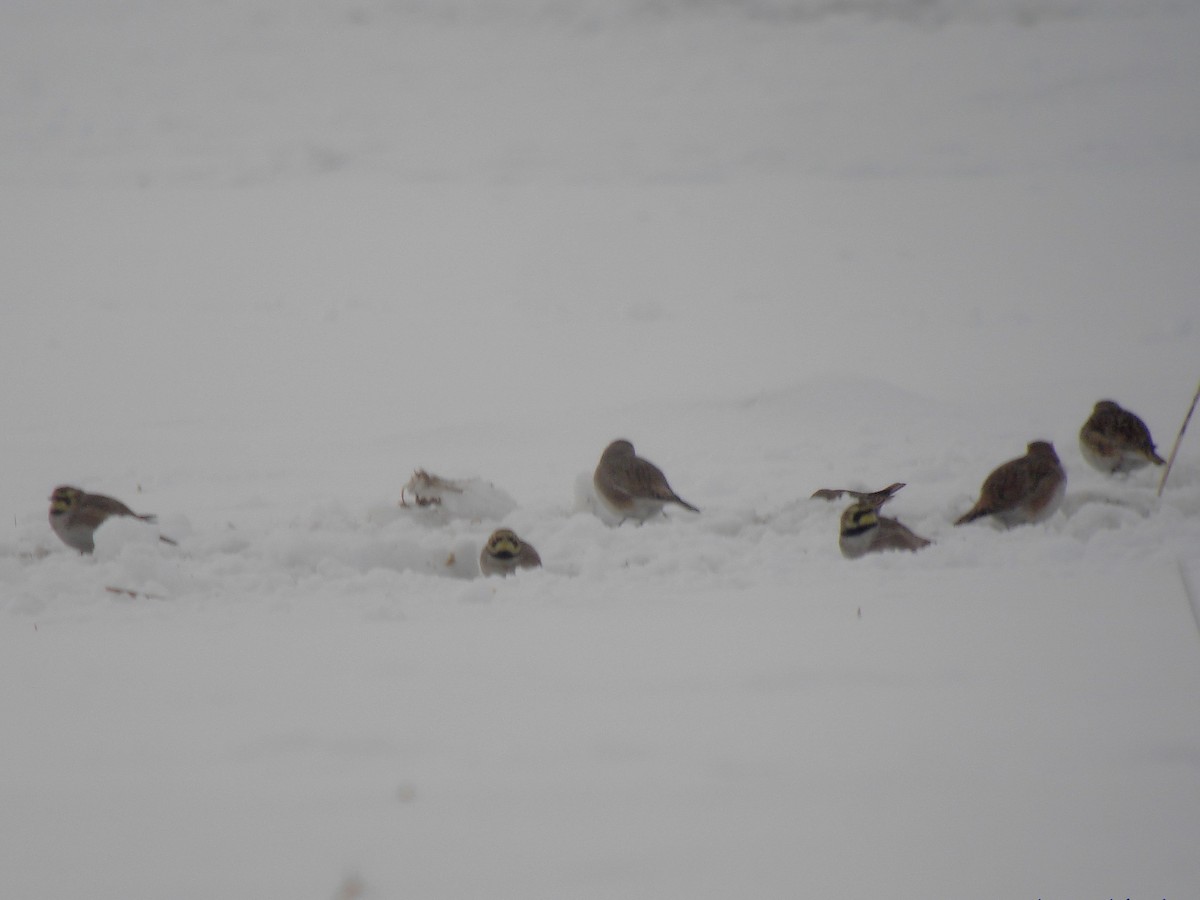 Horned Lark - ML646792880