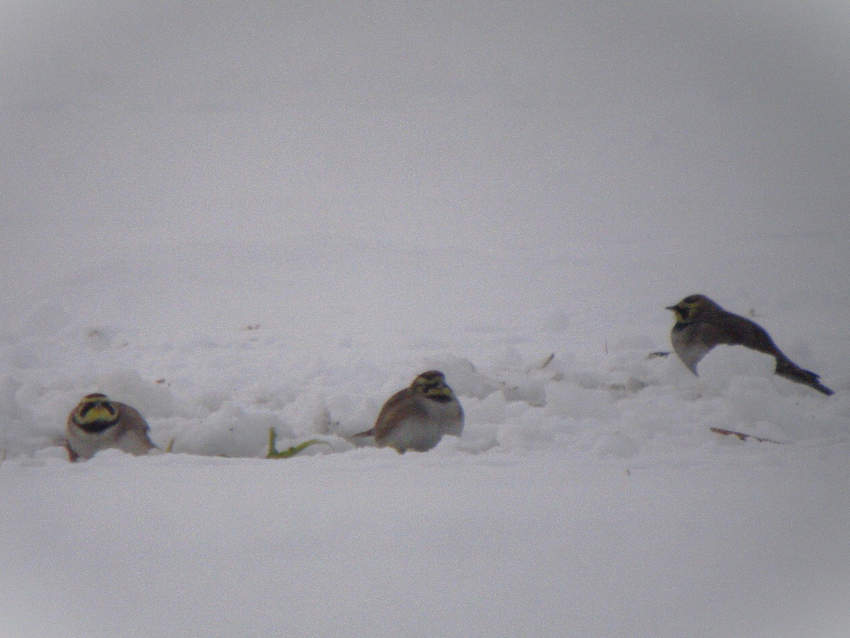 Horned Lark - ML646792881