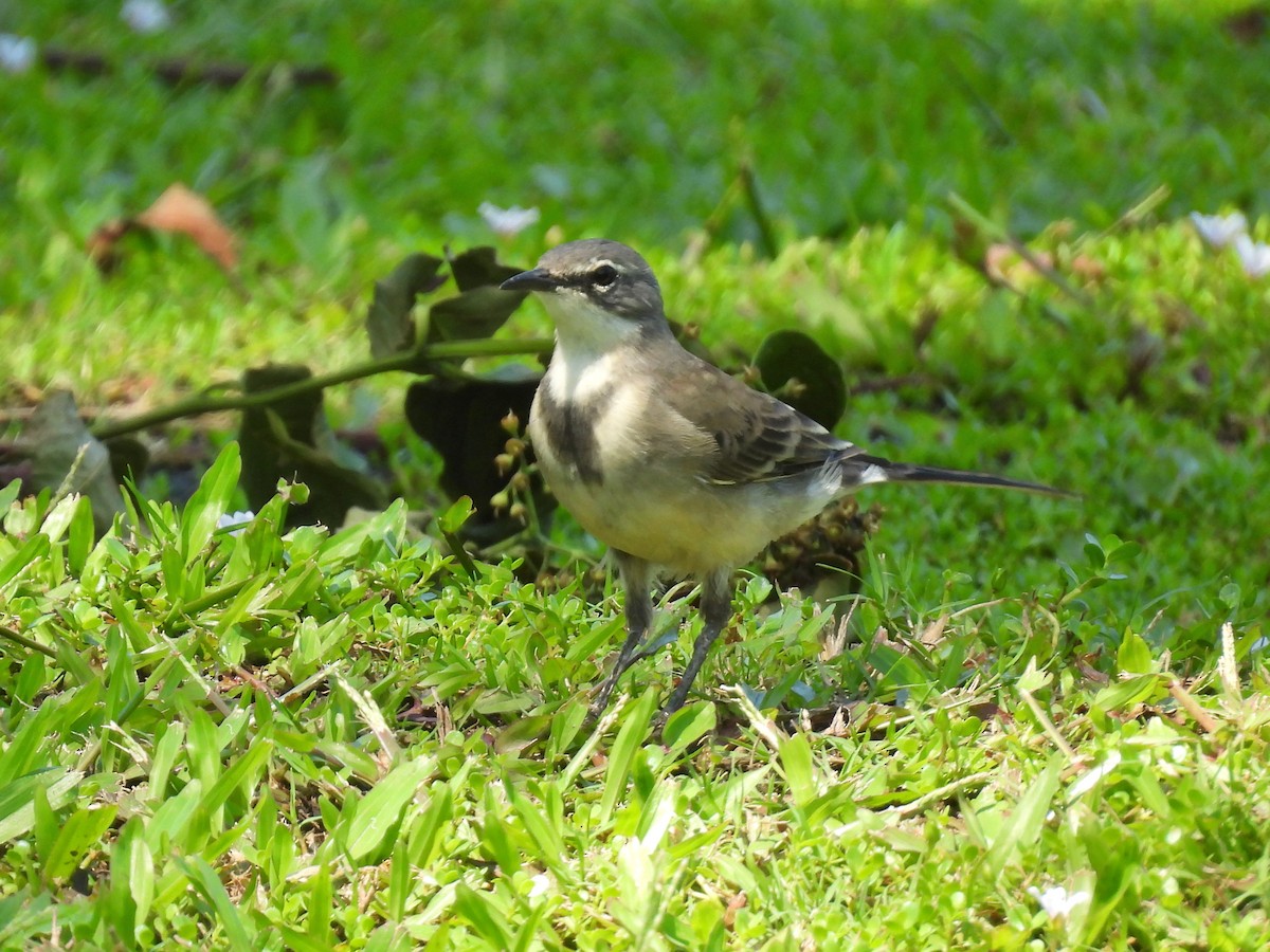 Cape Wagtail - ML646792884