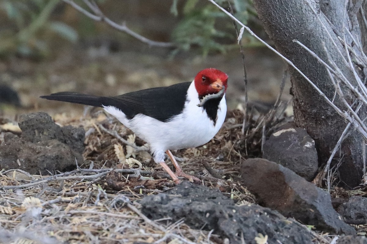 Gelbschnabeltangare - ML646792893