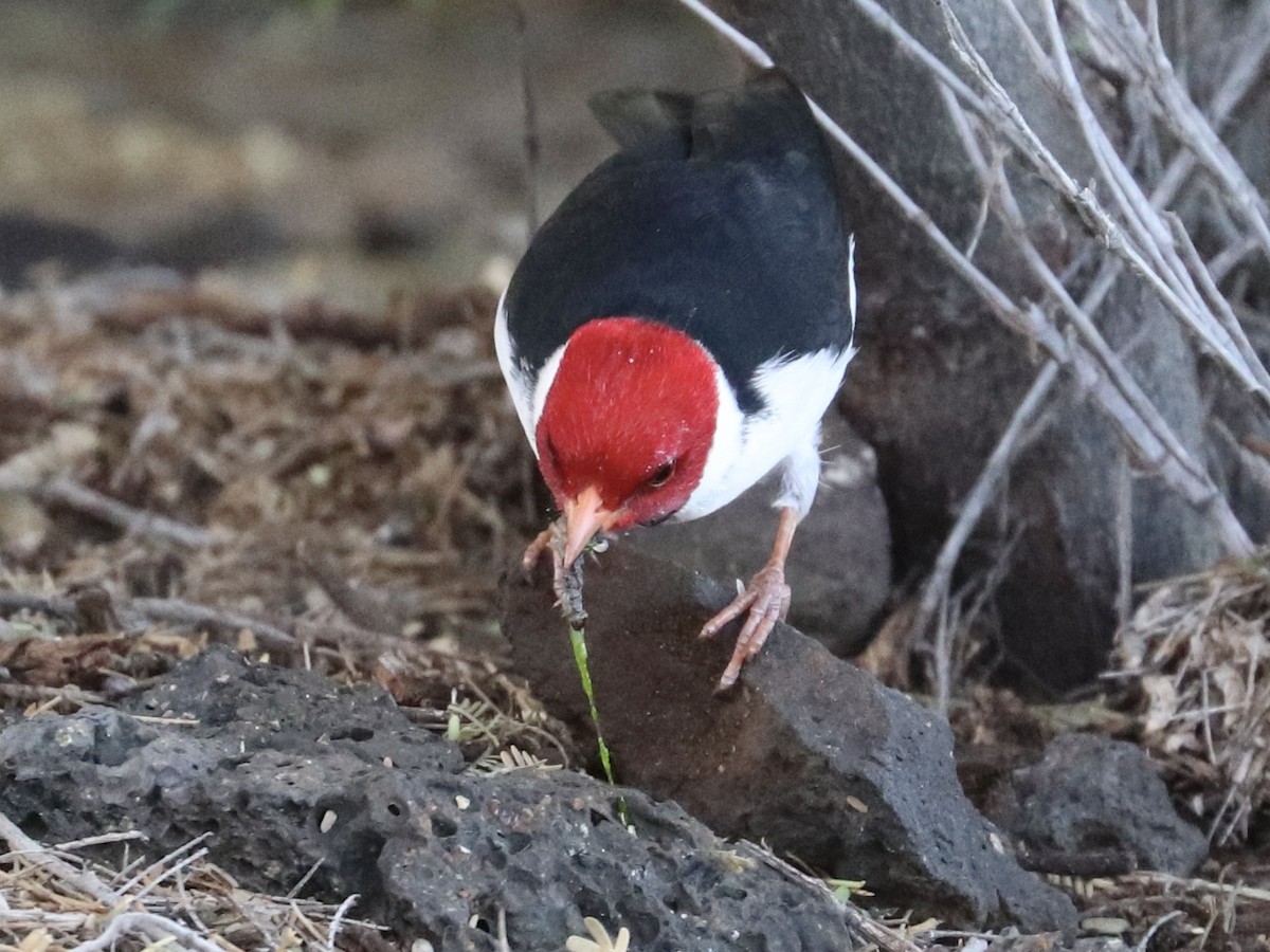 Gelbschnabeltangare - ML646792894