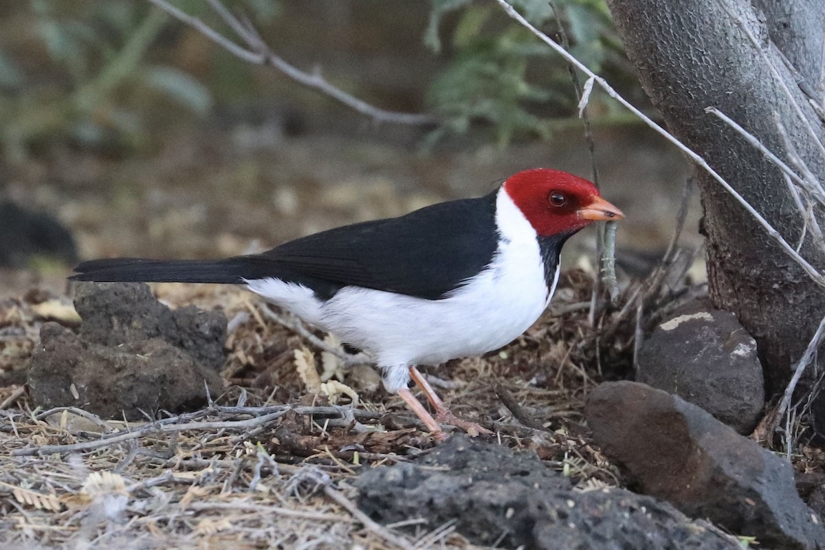 Gelbschnabeltangare - ML646792895