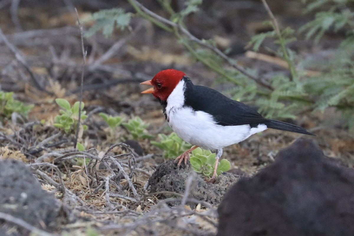 Gelbschnabeltangare - ML646792896