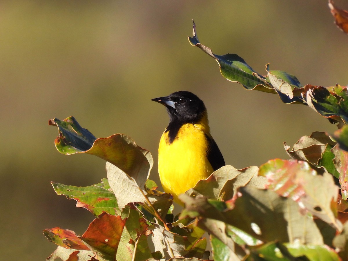 Audubon's Oriole - ML646792899