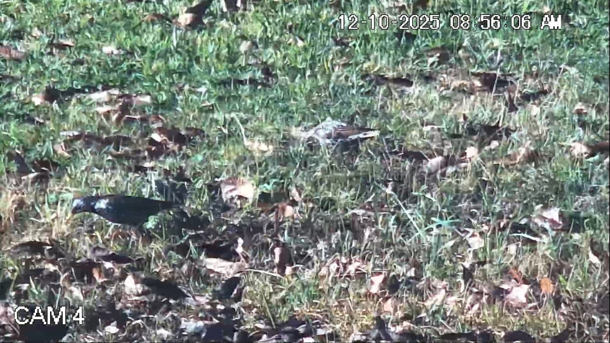 זרזיר מצוי - ML646792900