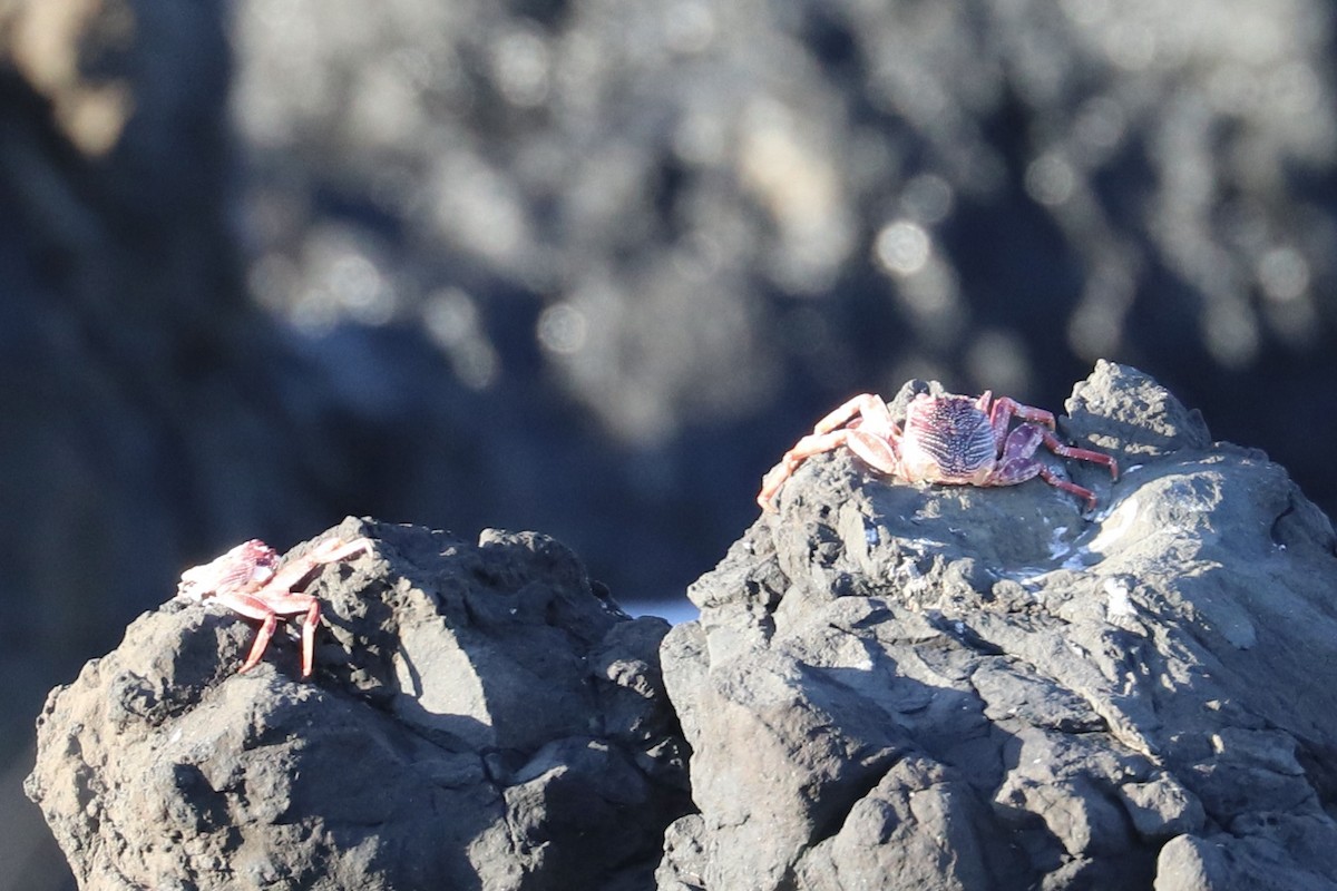 Krebstiere - ML646792901