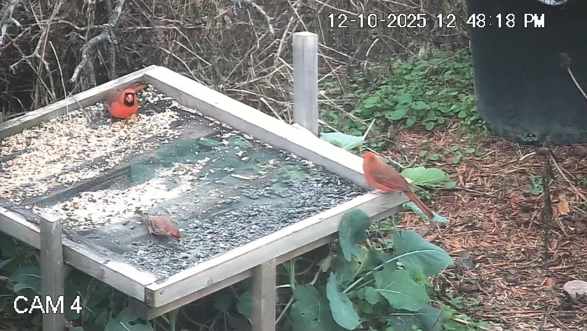 House Finch - ML646792905