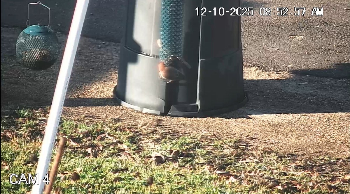 House Finch - ML646792906