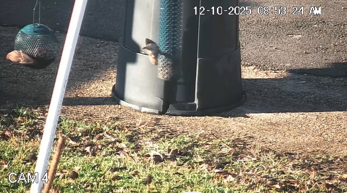 House Finch - ML646792907