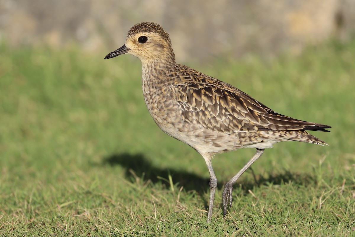 Tundra-Goldregenpfeifer - ML646792908