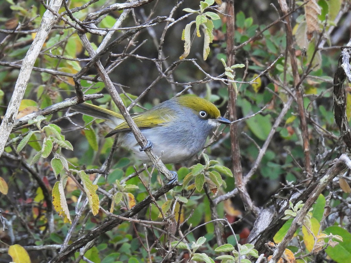 Slaty Vireo - ML646792909