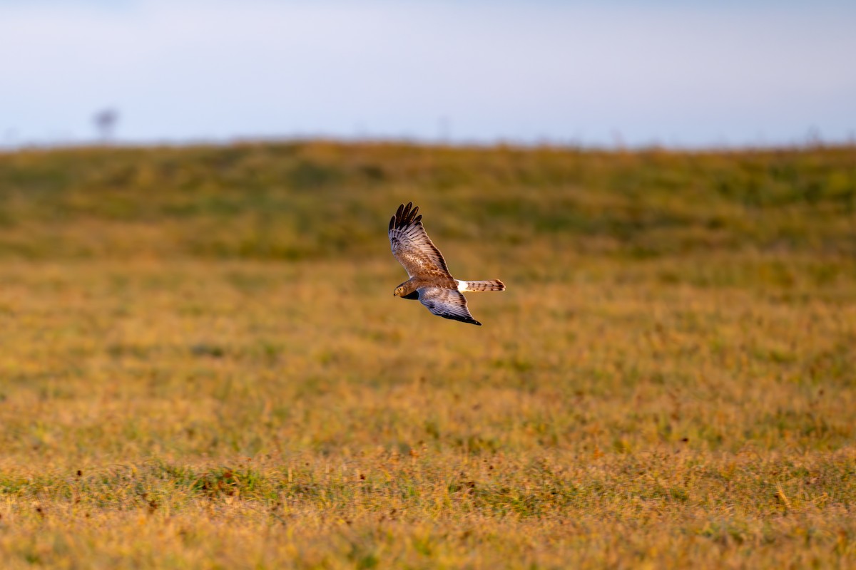 Northern Harrier - ML646792910
