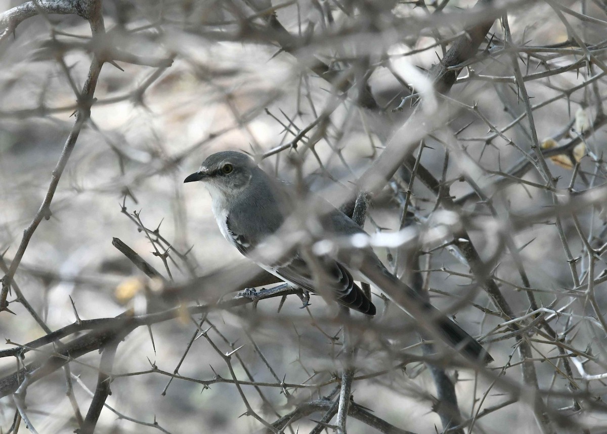 Многоголосый пересмешник - ML646792911