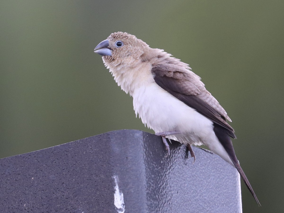 Afrikasilberschnabel - ML646792920