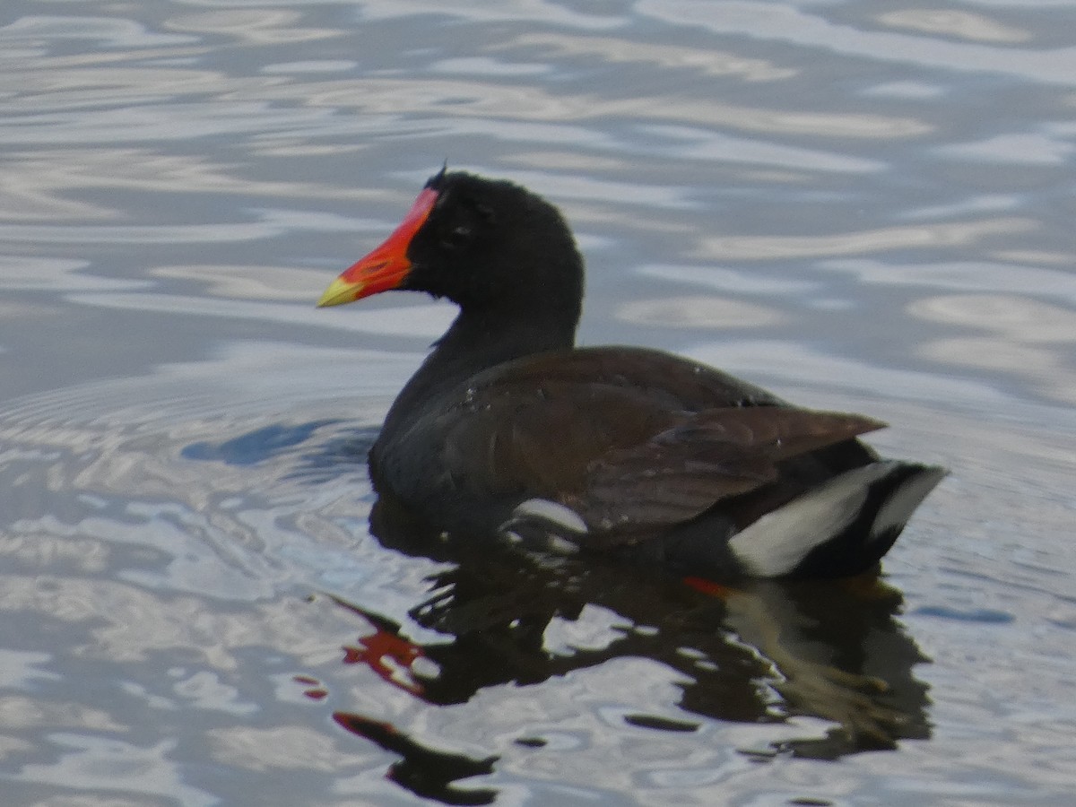 アメリカバン（sandvicensis） - ML646792924