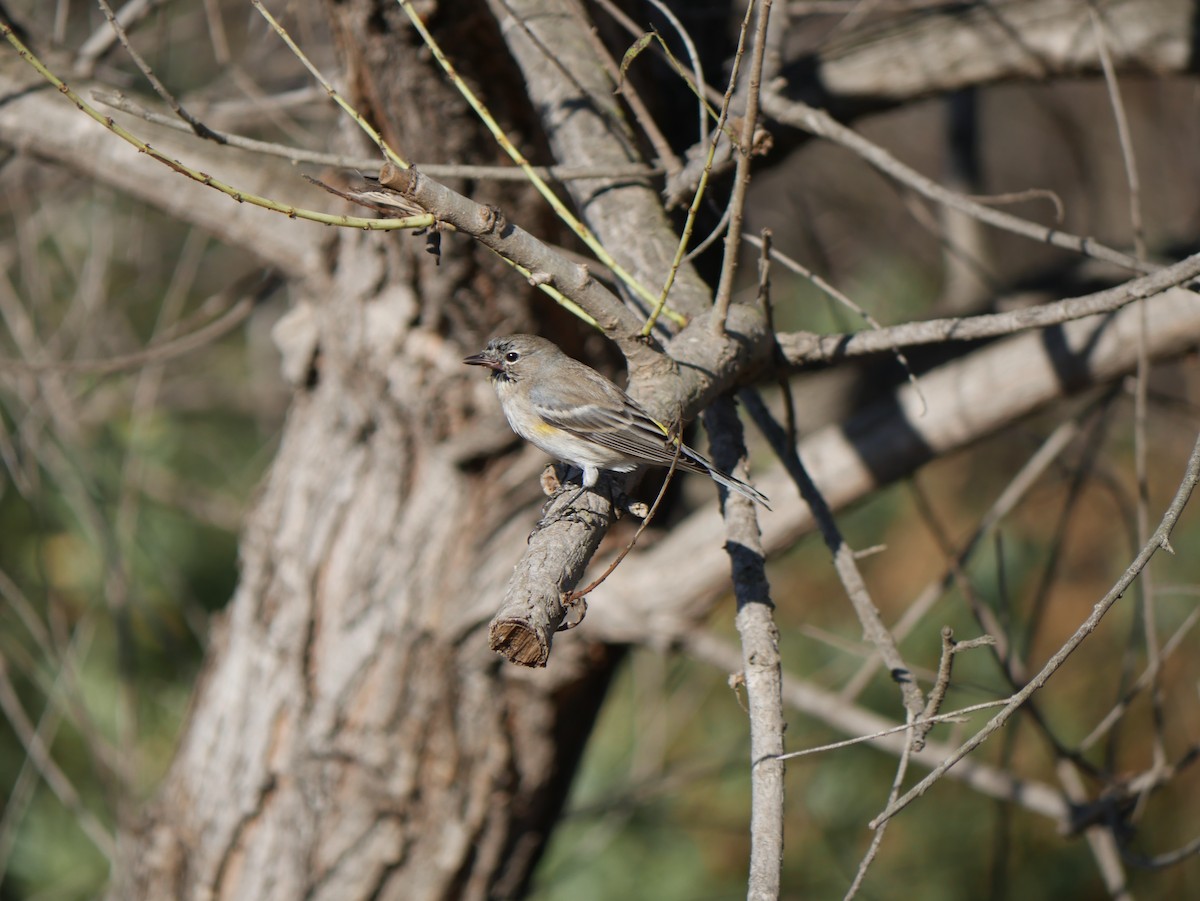 Yellow-rumped Warbler - ML646792926