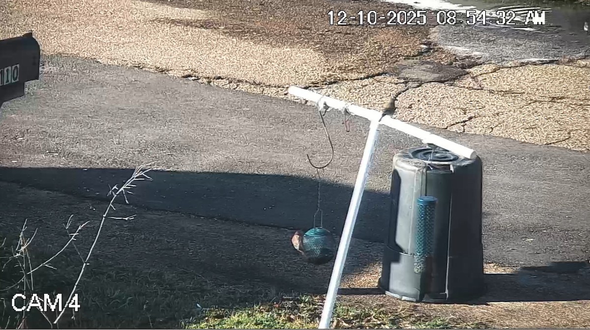 House Finch - ML646792935