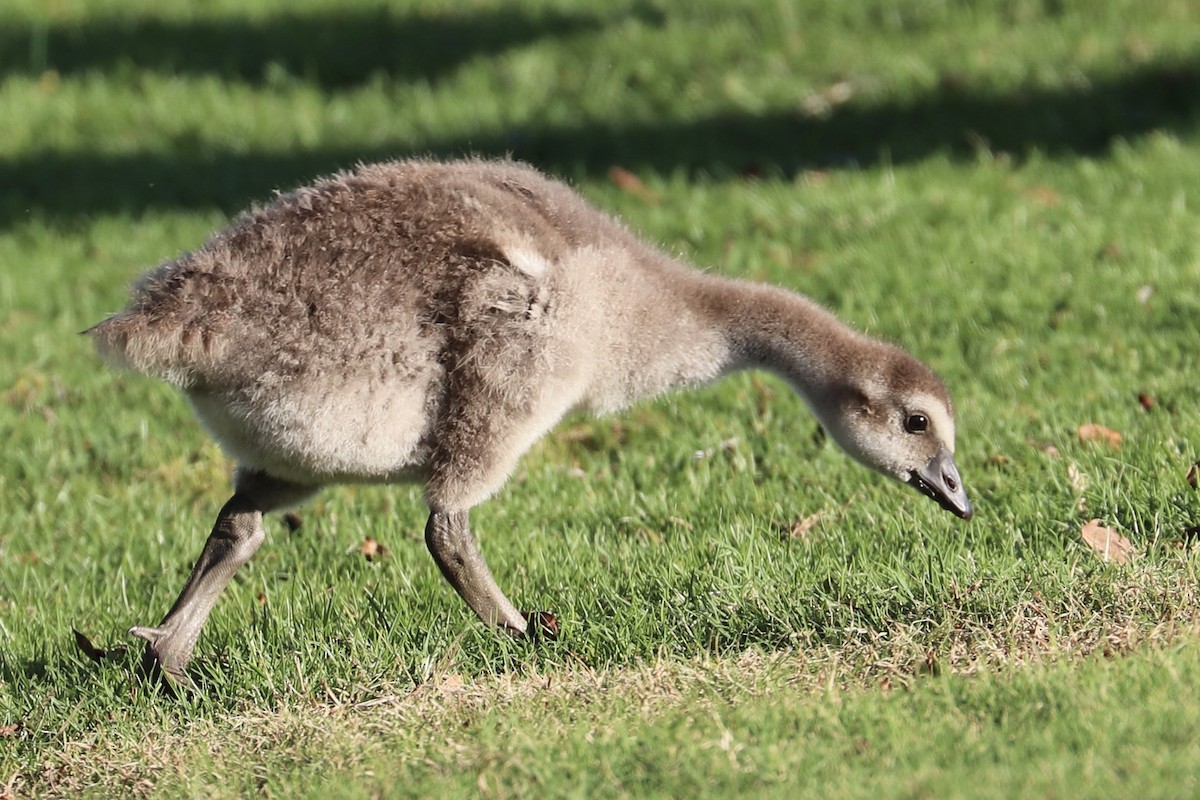 Hawaiigans - ML646792936