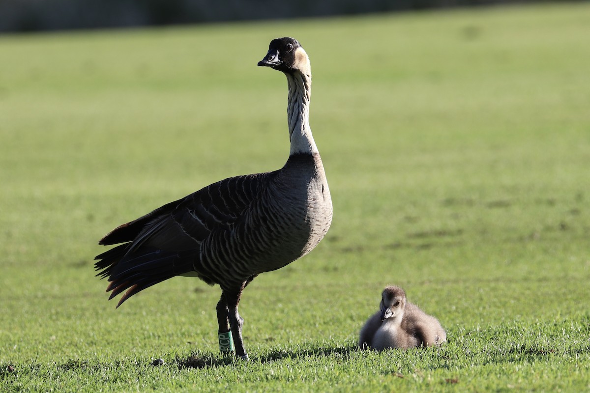 Hawaiigans - ML646792937