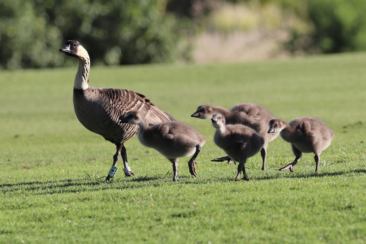 Hawaiigans - ML646792938