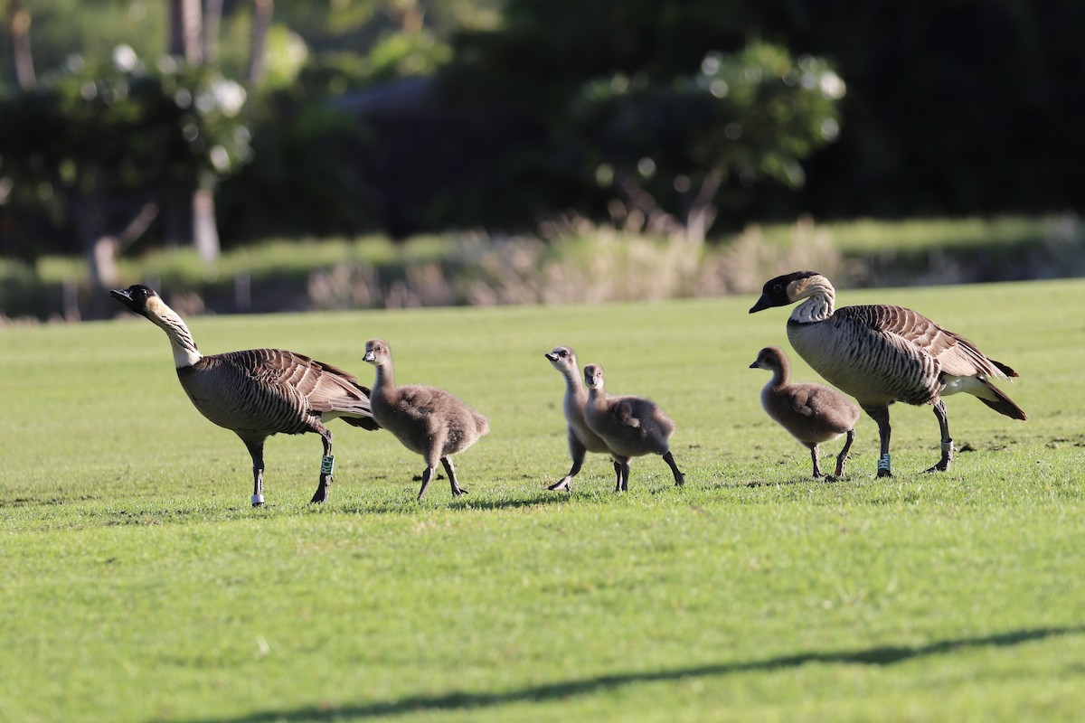 Hawaiigans - ML646792939