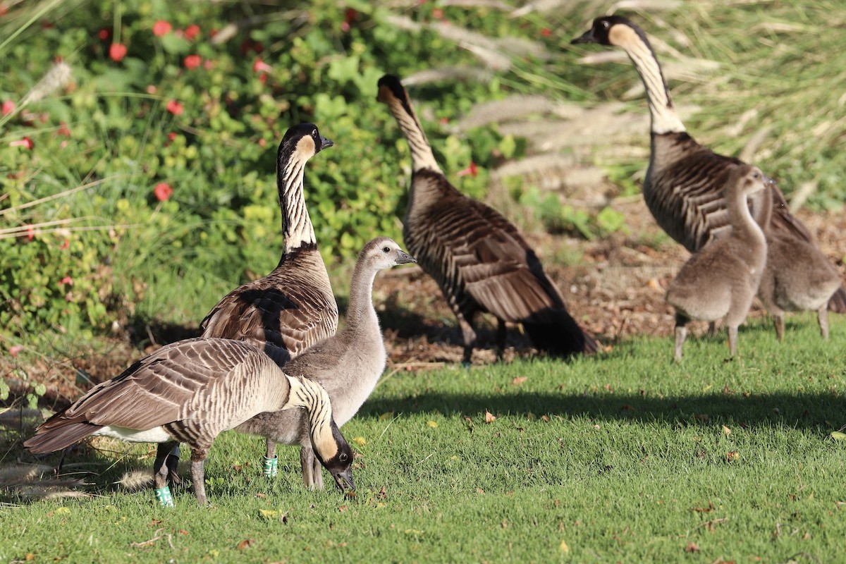 Hawaiigans - ML646792940